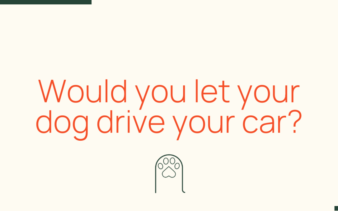 Would you let your dog drive your car?